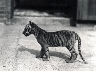 Tiger Cub Standing, 1914